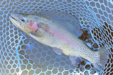 初釣り ～岡崎トラウトポンド～